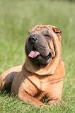 SHAR-PEI 944